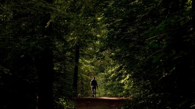 Estudio de científicos austriacos afirma que estar 20 minutos en el bosque reduce el estrés