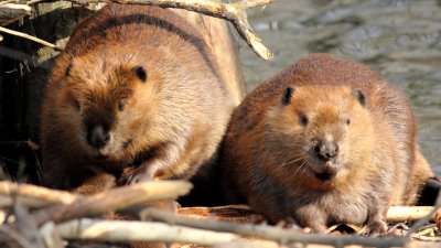 Caracoles gigantes, visones y castores: Las especies invasoras que colonizan Sudamérica y amenazan la biodiversidad