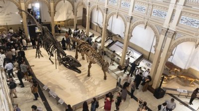 Jurassic Park a la "chilena": El fenómeno de “Dinosaurios del Sur del Mundo”, la exposición que cautiva a grandes y chicos