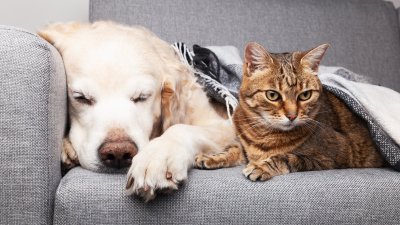 A tener cuidado: Cinco alimentos típicos del 18 que pueden intoxicar a tus mascotas