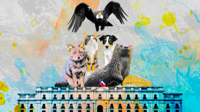 La mitad de los candidatos presidenciales no incorporan propuestas sobre protección animal en sus programas de gobierno