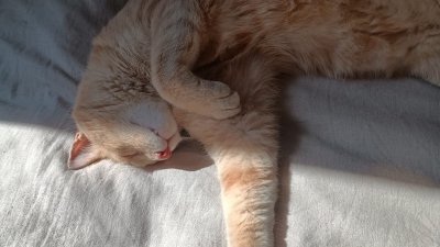 Poderoso efecto: Estudio revela que estar con gatos mejora la empatía y te permite conectar mejor con la gente