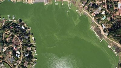 Cianobacterias en el lago Vichuquén: Qué efectos pueden tener para las mascotas y las personas