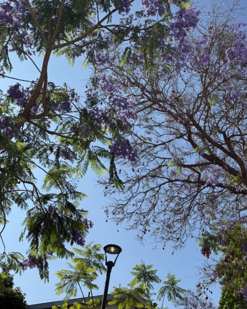 Jacarandá aesthetic: El árbol estrella de las redes sociales que impulsa un paisajismo más sostenible