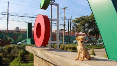 Plan de tenencia responsable en Lo Valledor logró reducir drásticamente la presencia de perros callejeros en el mercado