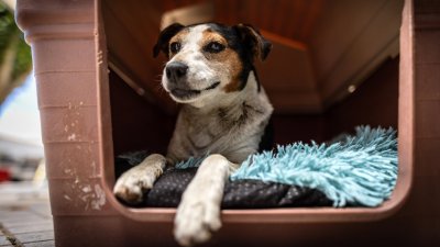 Hermosa iniciativa: Crean sitio web para buscar mascotas perdidas en incendios