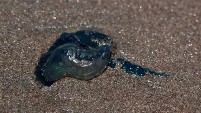 ¿Has visto alguna fragata portuguesa? Conoce el por qué esta especie es considerada un peligro para los humanos