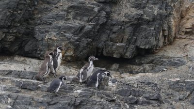 Pingüino de Humboldt será Monumento Natural y tendrá resguardo en todo el país
