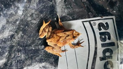 Tras 30 años sin registros: Encuentran por primera vez a la ranita de Darwin en la Reserva Nacional Mocho Choshuenco