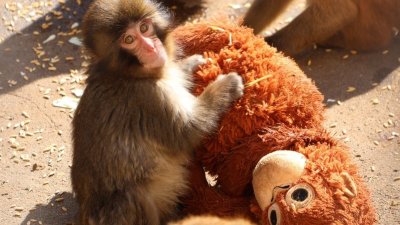 Punch, el pequeño mono y su inseparable peluche conquistan Japón y las redes sociales