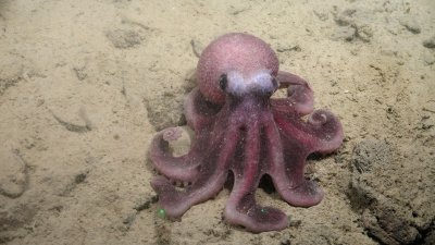 Científicos chilenos descubren nueva especie de pulpo de aguas profundas del Pacífico