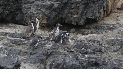 Organizaciones convocan a primera marcha ambiental del año para proteger el agua y por el retiro de decretos