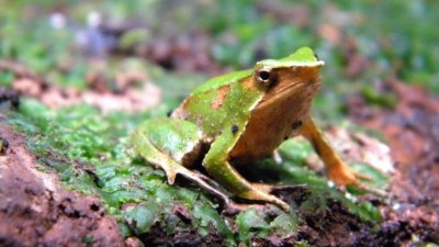 La ranita de Darwin está protegida: Contraloría da luz verde a decreto que aprueba plan para la conservación de la especie