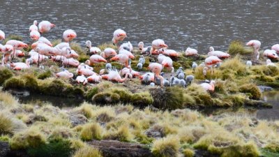 Después de 33 años: flamencos chilenos vuelven a nidificar en el Parque Nacional Lauca