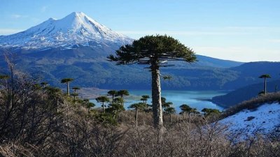 Cambio climático adelanta la caída del piñón y amenaza la regeneración de la araucaria