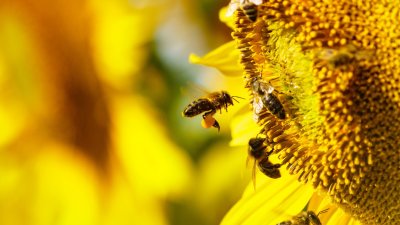 ¿Lo imaginabas? Las abejas bailan mejor cuanto más público tienen