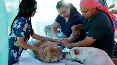¡Cuidado con los huevitos! Qué hacer si tu perro o gato come chocolate en Pascua