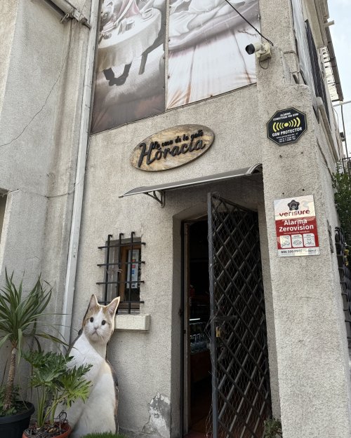 La Casa de la Gata Horacia: Un hogar protegido para los amantes de los felinos en pleno corazón de Providencia