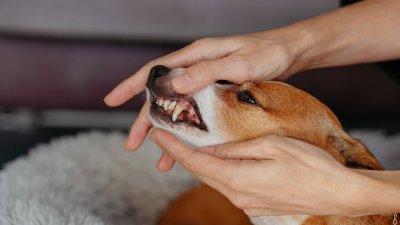 El mal aliento en las mascotas podría estar dañando su corazón y riñones