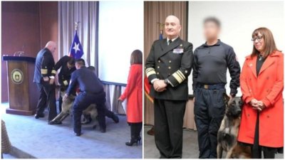 Proceso de reentrenamiento: Armada reveló qué pasó con el perro antidrogas que se lanzó sobre Vicealmirante