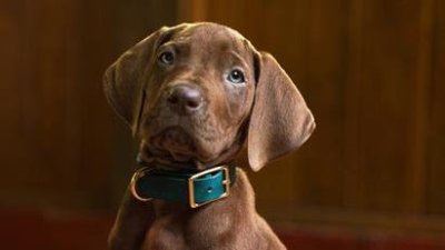 "Scooby-Doo: El origen": Netflix reveló la versión en live-action del icónico canino