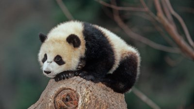¿Es factible que un panda gigante viva en Chile?: Los riesgos físicos y psicológicos que podría sufrir esta especie en el país