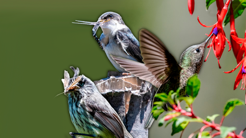 La naturaleza en primer plano: La historia detrás de los impactantes registros de fauna chilena de Sergio Sierra