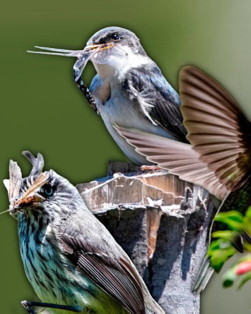 La naturaleza en primer plano: La historia detrás de los impactantes registros de fauna chilena de Sergio Sierra