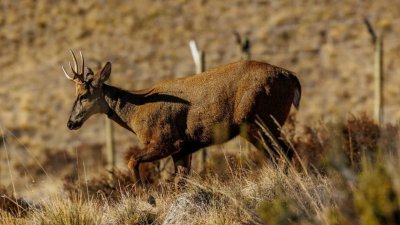 Para volver a la naturaleza: Primer huemul del centro de rescate de Aysén fue liberado