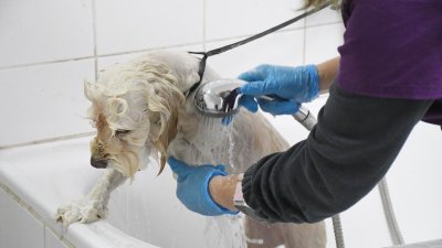 Lavados y cortes a mitad de precio: así funciona la primera peluquería canina municipal de Chile