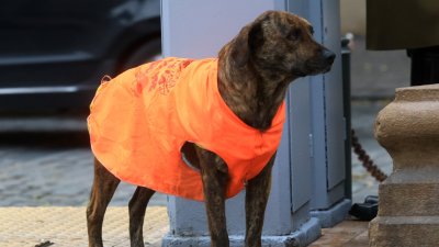 Enfermedades dermatológicas y cuadros respiratorios: Entregan recomendaciones para proteger a los animales ante sistema frontal