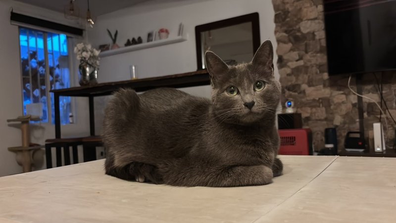 Agosto y los gatos: ¿qué cambios son normales en los felinos y cuáles deberían preocuparte?