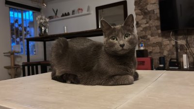Agosto y los gatos: ¿qué cambios son normales en los felinos y cuáles deberían preocuparte?