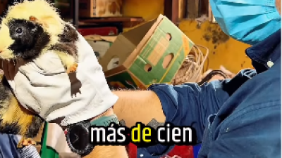 Maltrato animal: descubren a más de 100 cuyes que vivían hacinados en casa de Ñuñoa