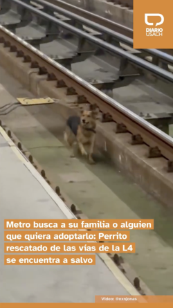 Metro busca a su familia o a quién quiera adoptarlo: Perrito rescatado de las vías de la L4 se encuentra a salvo y en buenas condiciones
