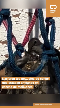 Nacieron los polluelos de colibrí que estaban anidando en cancha de Mejillones