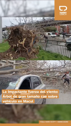 La impactante fuerza del viento: Árbol de gran tamaño cae sobre vehículo en Macul