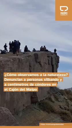 ¿Cómo observamos a la naturaleza? Denuncian a personas silbando y a centímetros de cóndores en el Cajón del Maipo