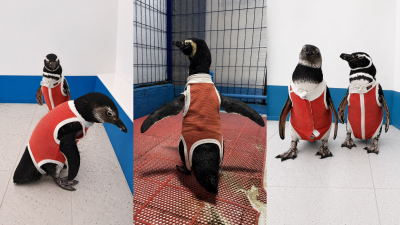 Trajes de cobre a la medida: El invento chileno que acelera la rehabilitación de pingüinos