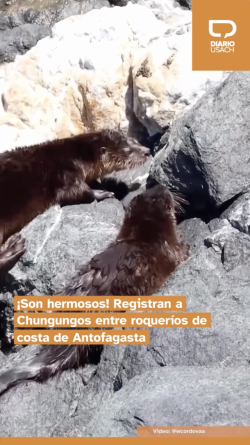 ¡Son hermosos! Registran a Chungungos entre roqueríos de costa de Antofagasta