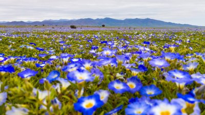 Desierto Florido histórico: Fenómeno natural presentará más de 200 especies y será parecido al de 1997