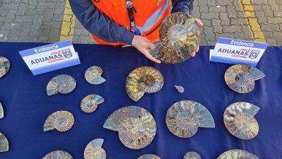Chile recupera 222 fósiles marinos de contrabando con 110 millones de años de antiguedad