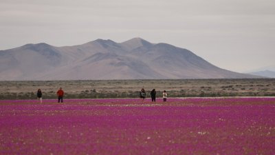 Así se ve el Desierto Florido desde el espacio: Copernicus destaca el fenómeno natural de Atacama