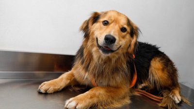Tras operativo en el río Mapocho, “Morocho” se recupera en Veterinaria Municipal y busca hogar