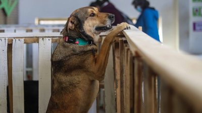 "No es tu mascota, es tu familia”: Presentan proyecto para endurecer penas por hurto de mascotas