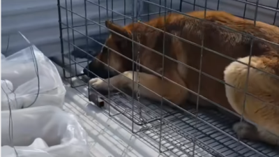 "Una mordedura no justifica una eutanasia": Agrupaciones animalistas cuestionan actuar de Municipalidad de Colina en caso de perro comunitario