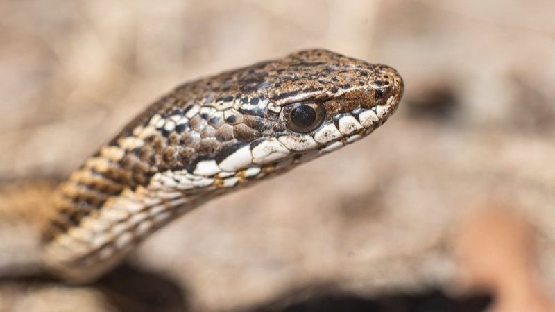 Culebras chilenas: ¿Qué especies tienen veneno y cómo actuar ante una mordedura?