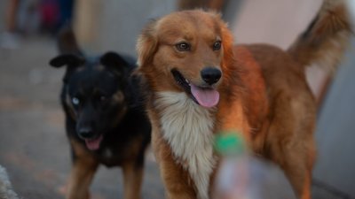 Estación Central inaugura la primera escuela canina municipal de la Región Metropolitana