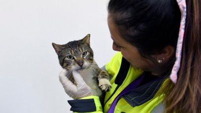 Advierten que popular medicamento contra la caída del cabello puede ser mortal para perros y gatos: Se vende en Chile